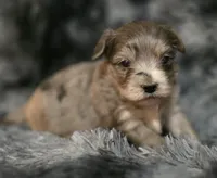 Brad, a male Yorkipoo for sale in Somerville, TN – Photo 3 of 4