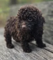 Nellie, a female Poodle - Toy  for sale in Somerville, TN – Photo 1 of 5