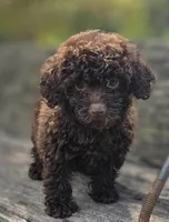 Nellie, a female Poodle - Toy  for sale in Somerville, TN – Photo 4 of 5