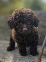 Nellie, a female Poodle - Toy  for sale in Somerville, TN – Photo 2 of 5