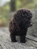 Nellie, a female Poodle - Toy  for sale in Somerville, TN – Photo 5 of 5