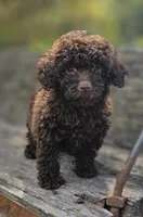 Nellie, a female Poodle - Toy  for sale in Somerville, TN – Photo 3 of 5