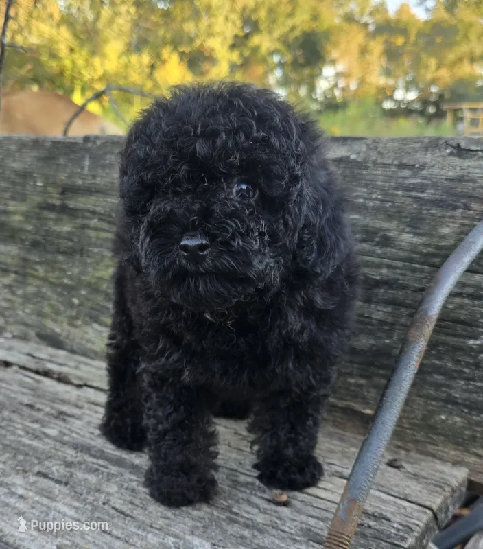 Pete – Poodle - Toy  puppy for sale in Somerville, TN