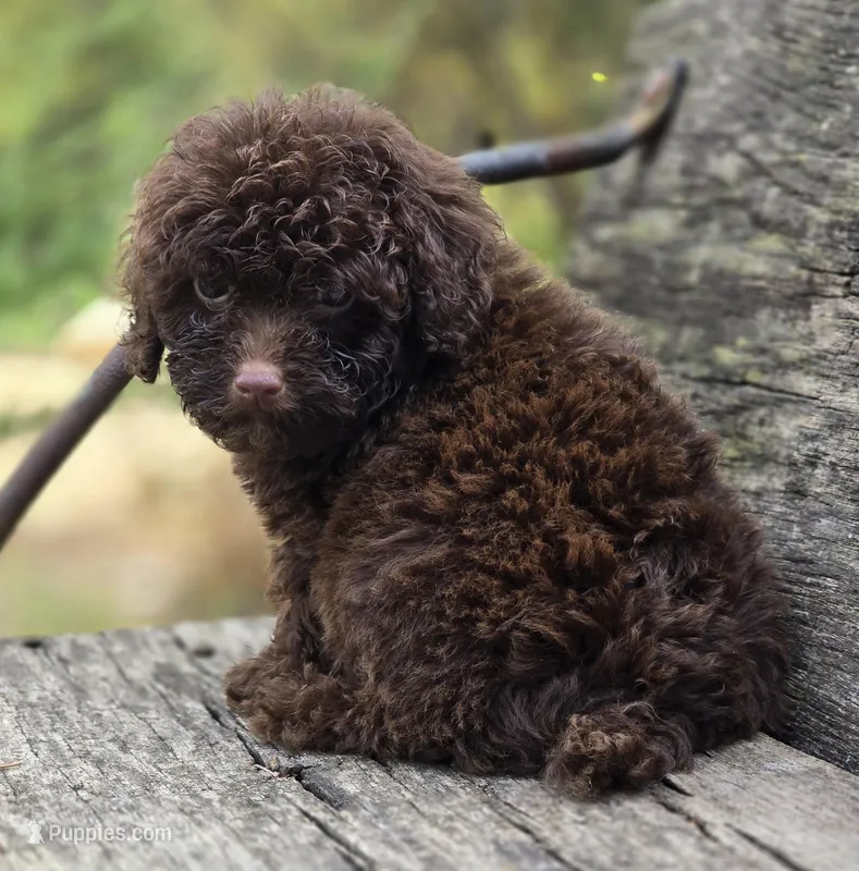 Nevin, a male Poodle - Toy  for sale in Somerville, TN – Photo 1 of 5