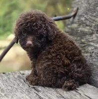 Nevin, a male Poodle - Toy  for sale in Somerville, TN – Photo 1 of 5