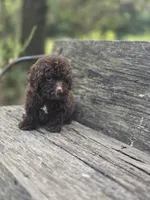 Nevin, a male Poodle - Toy  for sale in Somerville, TN – Photo 4 of 5