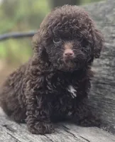 Nevin, a male Poodle - Toy  for sale in Somerville, TN – Photo 3 of 5