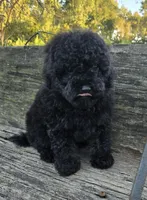Pete, a male Poodle - Toy  for sale in Somerville, TN – 2 of 4