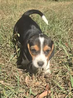 Rachel, a female Beagle for sale in Somerville, TN – 2 of 3