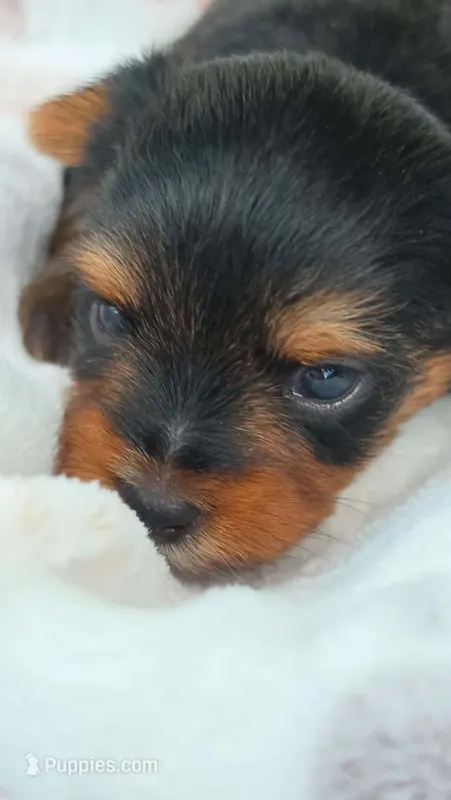 Milo – Yorkshire Terrier puppy for sale in Somerville, TN