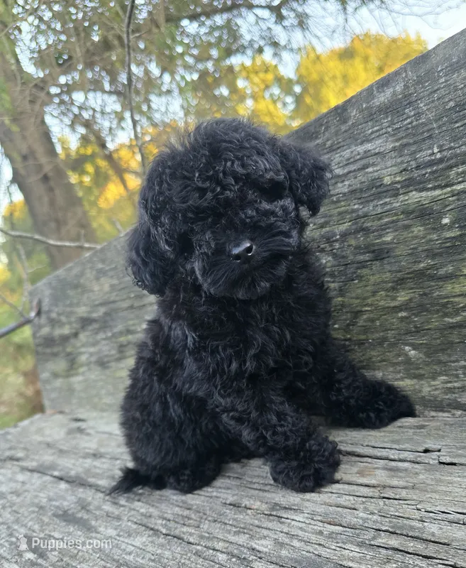 Patsy – Poodle - Toy  puppy for sale in Somerville, TN