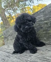 Patsy, a female Poodle - Toy  for sale in Somerville, TN – 1 of 2