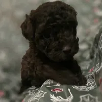 Alice, a female Poodle - Toy  for sale in Somerville, TN – Photo 5 of 5