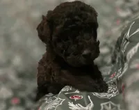 Alice, a female Poodle - Toy  for sale in Somerville, TN – Photo 5 of 5