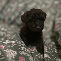 Alice, a female Poodle - Toy  for sale in Somerville, TN – Photo 3 of 5