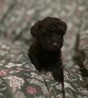 Alice, a female Poodle - Toy  for sale in Somerville, TN – Photo 3 of 5