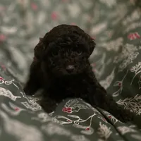 Alice, a female Poodle - Toy  for sale in Somerville, TN – Photo 4 of 5