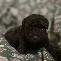 Alice, a female Poodle - Toy  for sale in Somerville, TN – Photo 2 of 5