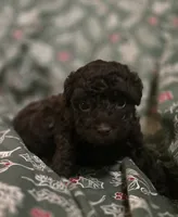 Alice, a female Poodle - Toy  for sale in Somerville, TN – Photo 2 of 5