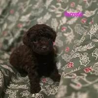 Alice, a female Poodle - Toy  for sale in Somerville, TN – Photo 1 of 5