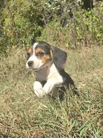 Rachel, a female Beagle for sale in Somerville, TN – 3 of 3