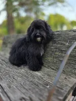 Brice, a male Cockapoo for sale in Somerville, TN – 5 of 6