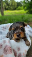 Amber, a female Yorkshire Terrier for sale in Somerville, TN – 6 of 6