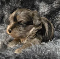 Brandon, a male Yorkipoo for sale in Somerville, TN – Photo 3 of 4