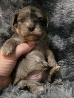 Brandon, a male Yorkipoo for sale in Somerville, TN – Photo 4 of 4
