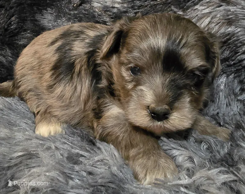 Brandon, a male Yorkipoo for sale in Somerville, TN – Photo 1 of 4