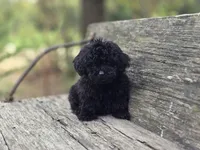 Nancy, a female Poodle - Toy  for sale in Somerville, TN – Photo 3 of 3