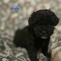 Brice, a male Cockapoo for sale in Somerville, TN – Photo 1 of 3