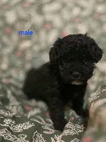 Brice, a male Cockapoo for sale in Somerville, TN – Photo 1 of 3