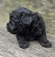 Daphane, a female Cockapoo for sale in Somerville, TN – Photo 4 of 6
