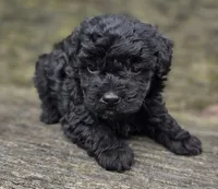 Daphane, a female Cockapoo for sale in Somerville, TN – Photo 3 of 6
