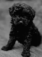 Daphane, a female Cockapoo for sale in Somerville, TN – Photo 6 of 6