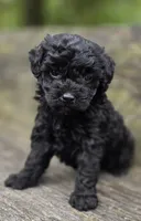 Daphane, a female Cockapoo for sale in Somerville, TN – Photo 5 of 6