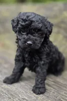 Daphane, a female Cockapoo for sale in Somerville, TN – Photo 2 of 6