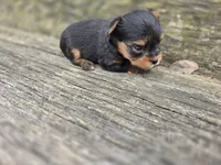 Denver, a male Yorkshire Terrier for sale in Somerville, TN – Photo 5 of 5