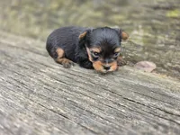 Denver, a male Yorkshire Terrier for sale in Somerville, TN – Photo 1 of 5