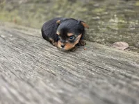 Denver, a male Yorkshire Terrier for sale in Somerville, TN – Photo 4 of 5