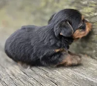 Denver, a male Yorkshire Terrier for sale in Somerville, TN – Photo 3 of 5