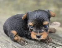 Denver, a male Yorkshire Terrier for sale in Somerville, TN – Photo 2 of 5