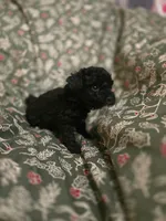 Brice, a male Cockapoo for sale in Somerville, TN – Photo 3 of 3