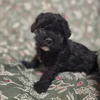 Brice, a male Cockapoo for sale in Somerville, TN – Photo 2 of 3