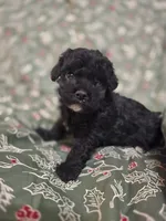 Brice, a male Cockapoo for sale in Somerville, TN – Photo 2 of 3