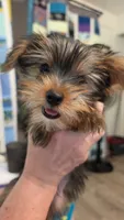 Milo, a male Yorkshire Terrier for sale in Somerville, TN – 3 of 7