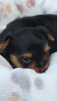 Milo, a male Yorkshire Terrier for sale in Somerville, TN – 2 of 5