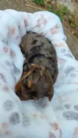 Amber, a female Yorkshire Terrier for sale in Somerville, TN – 2 of 6