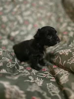 Brad, a male Cockapoo for sale in Somerville, TN – Photo 3 of 4